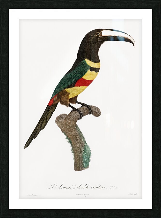 Black-necked Aracari  Picture Frame print