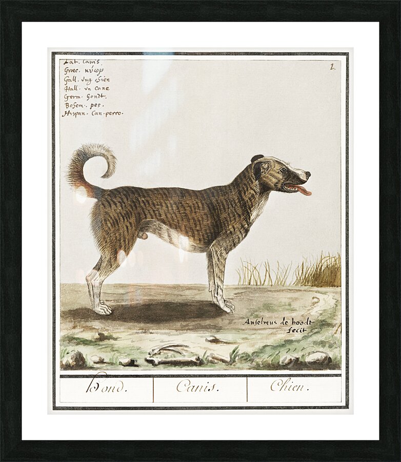 Dog in vintage style Picture Frame print