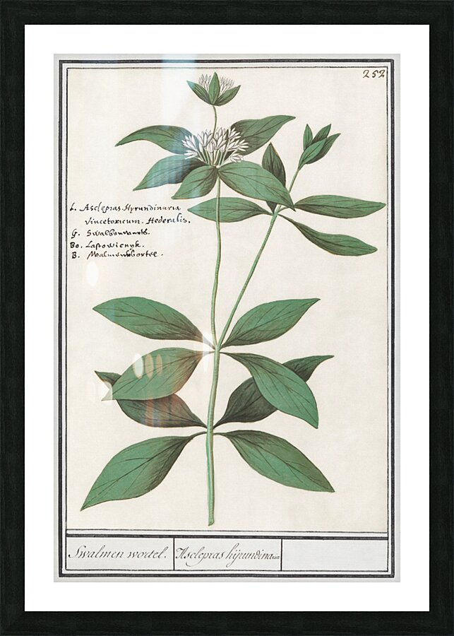 Silk plant in vintage style Picture Frame print