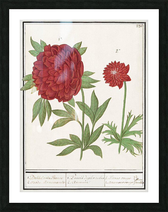 Peony and anemone in vintage style Picture Frame print