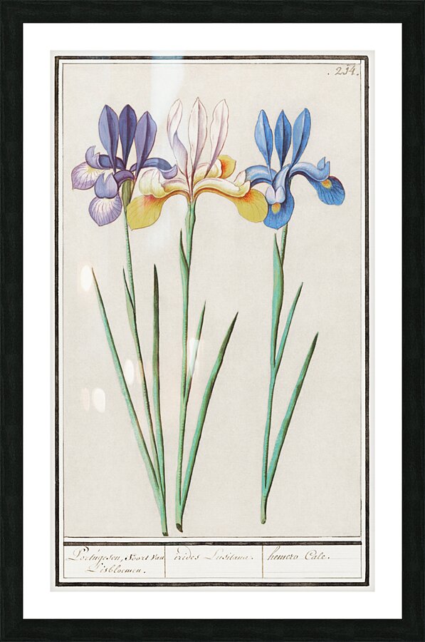 Iris in vintage style Picture Frame print