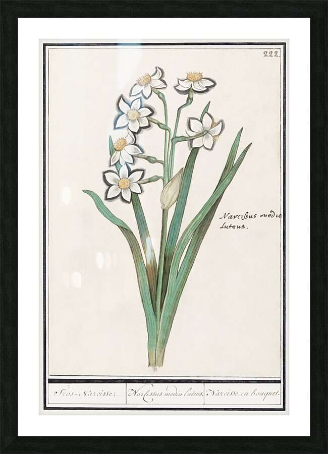 Iris in vintage style Picture Frame print