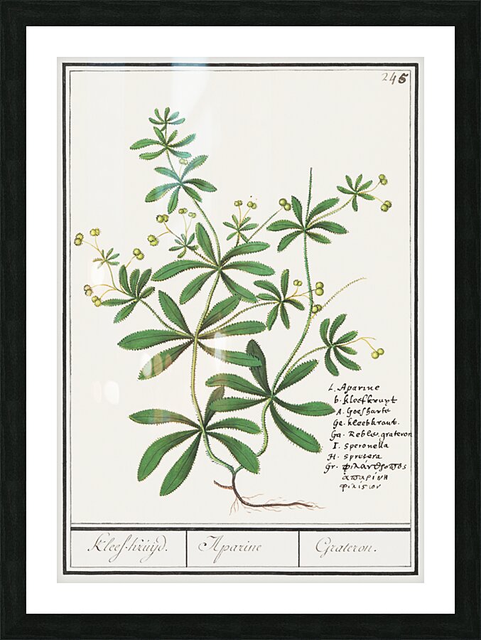Cleavers plant in vintage style Picture Frame print
