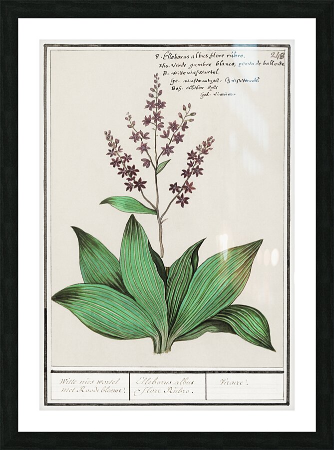 Black carrot flower Picture Frame print