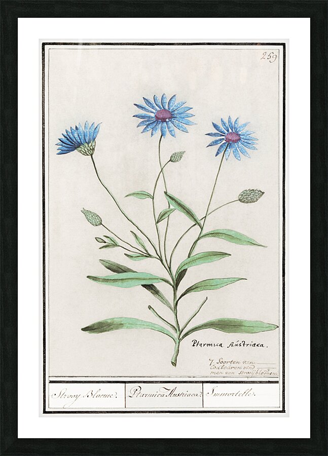 Blue strawflower in vintage style Picture Frame print