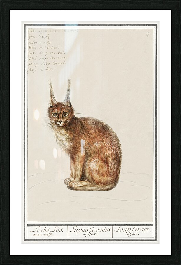 Lynx in vintage style Picture Frame print