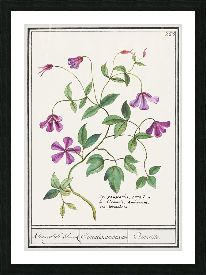 Clematis in vintage style Picture Frame print
