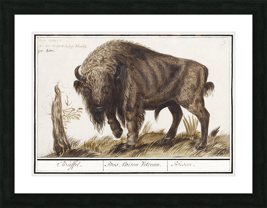 Wisent in vintage style Picture Frame print