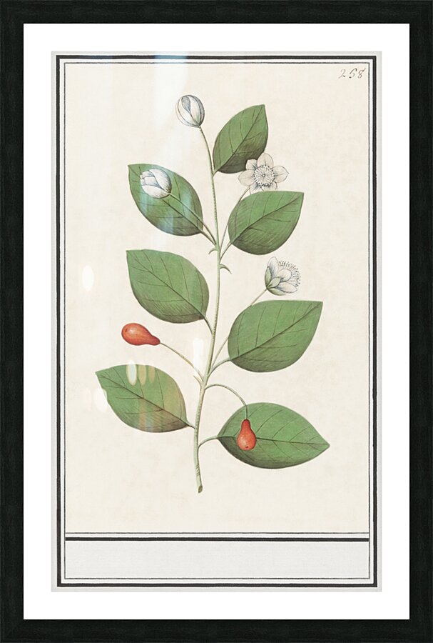 Myrtle family in vintage style Picture Frame print