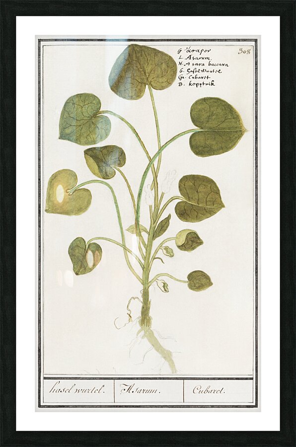 Mansoor flower in vintage style Picture Frame print