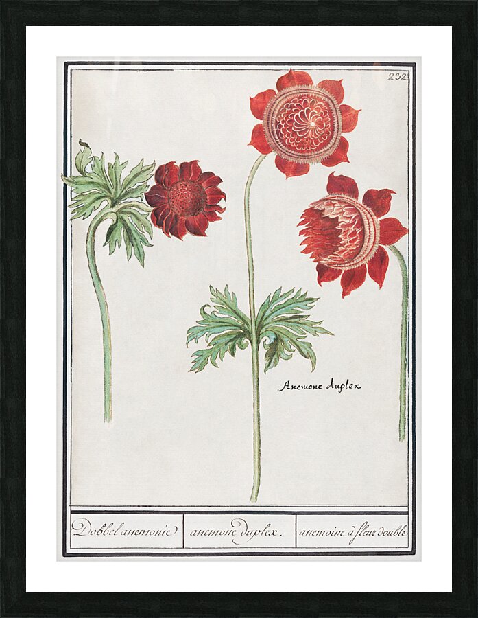 Peony and anemone in vintage style Picture Frame print