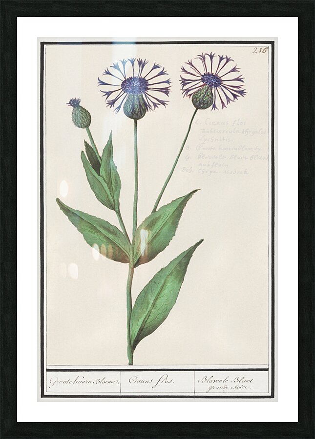 Centaury flower in vintage style Picture Frame print
