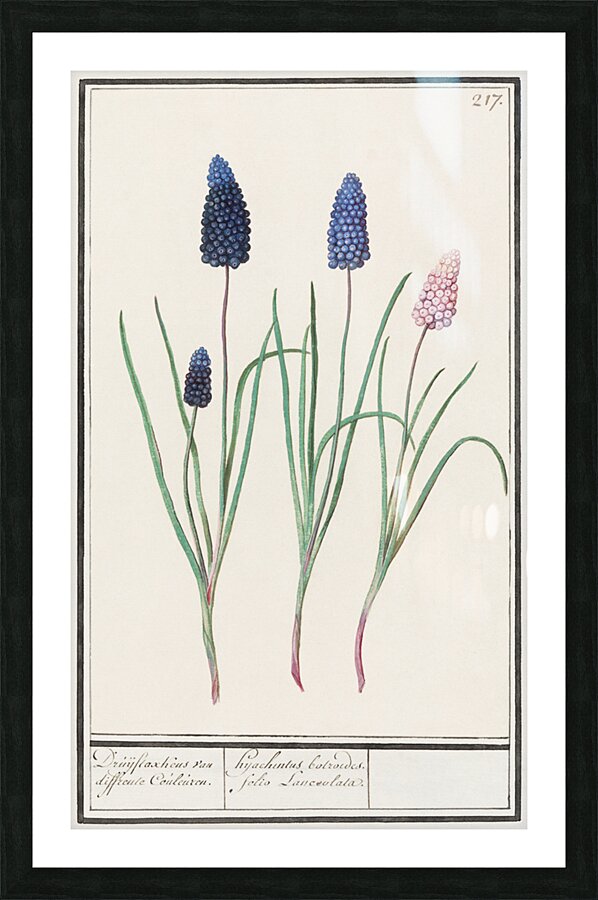 Grape hyacinth in vintage style Picture Frame print