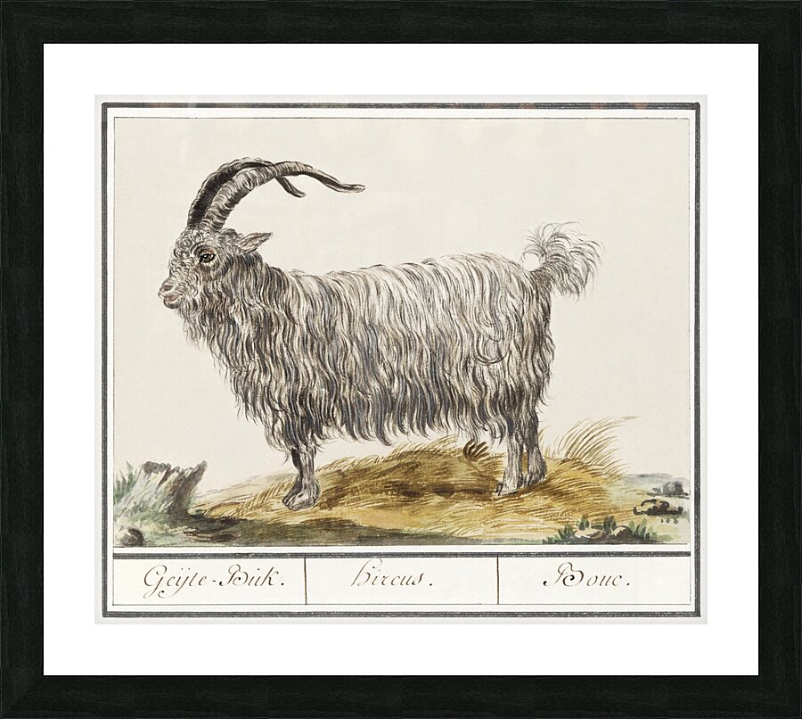 Goat in vintage style Picture Frame print