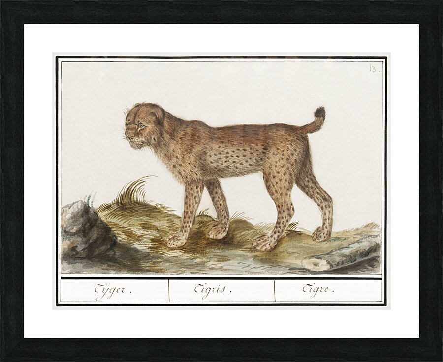 Lynx in vintage style Picture Frame print