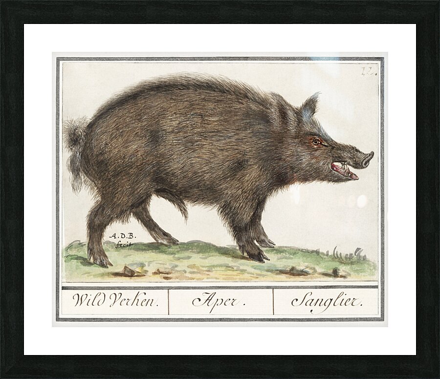 Wild boar in vintage style Picture Frame print
