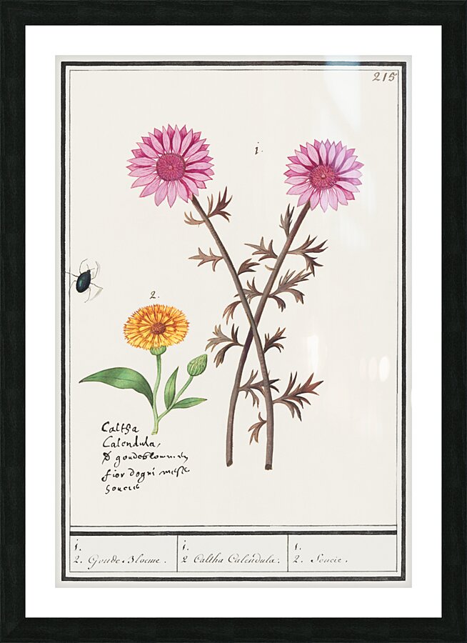 Pink flower and marigold in vintage style Picture Frame print