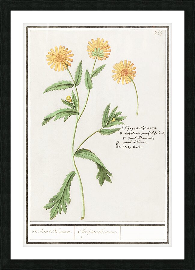 Chrysanths in vintage style Picture Frame print