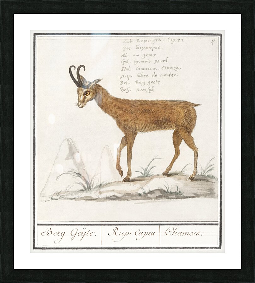 Chamois in vintage style Picture Frame print