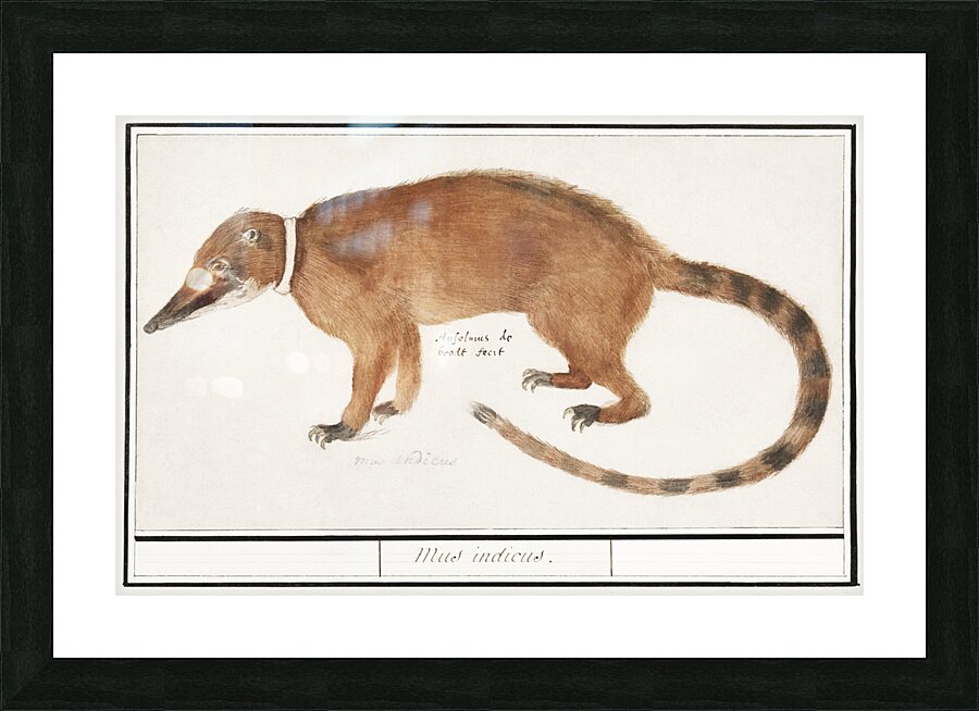 Coatimundi in vintage style Picture Frame print