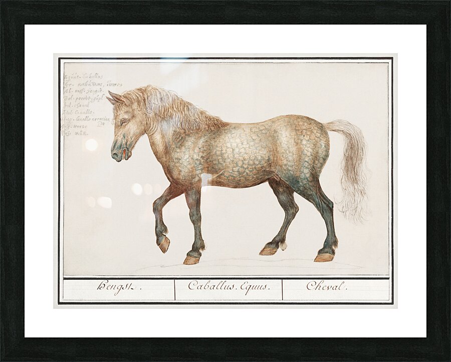 Horse in vintage style Picture Frame print