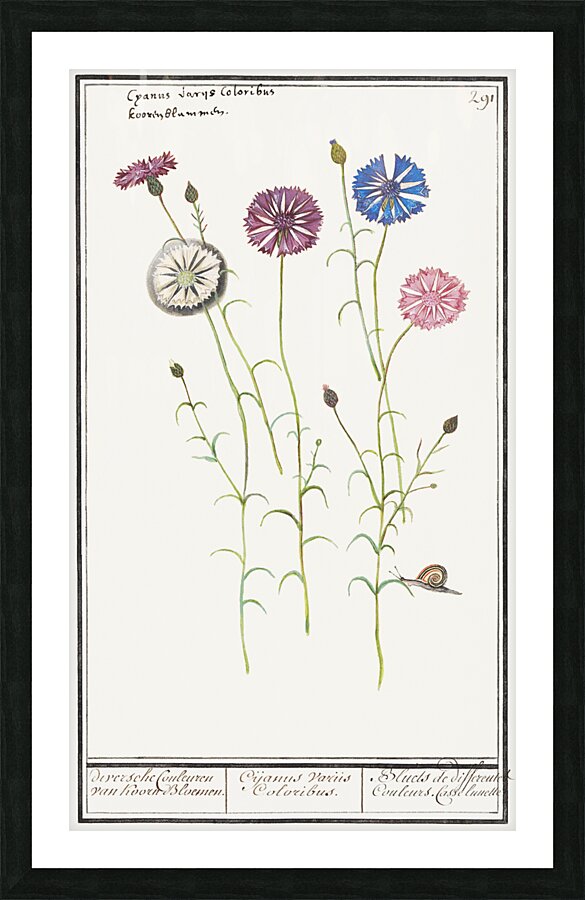 Cornflower in vintage style Picture Frame print