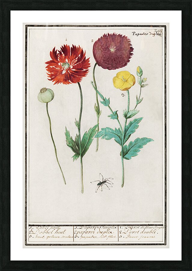 Poppy in vintage style Picture Frame print