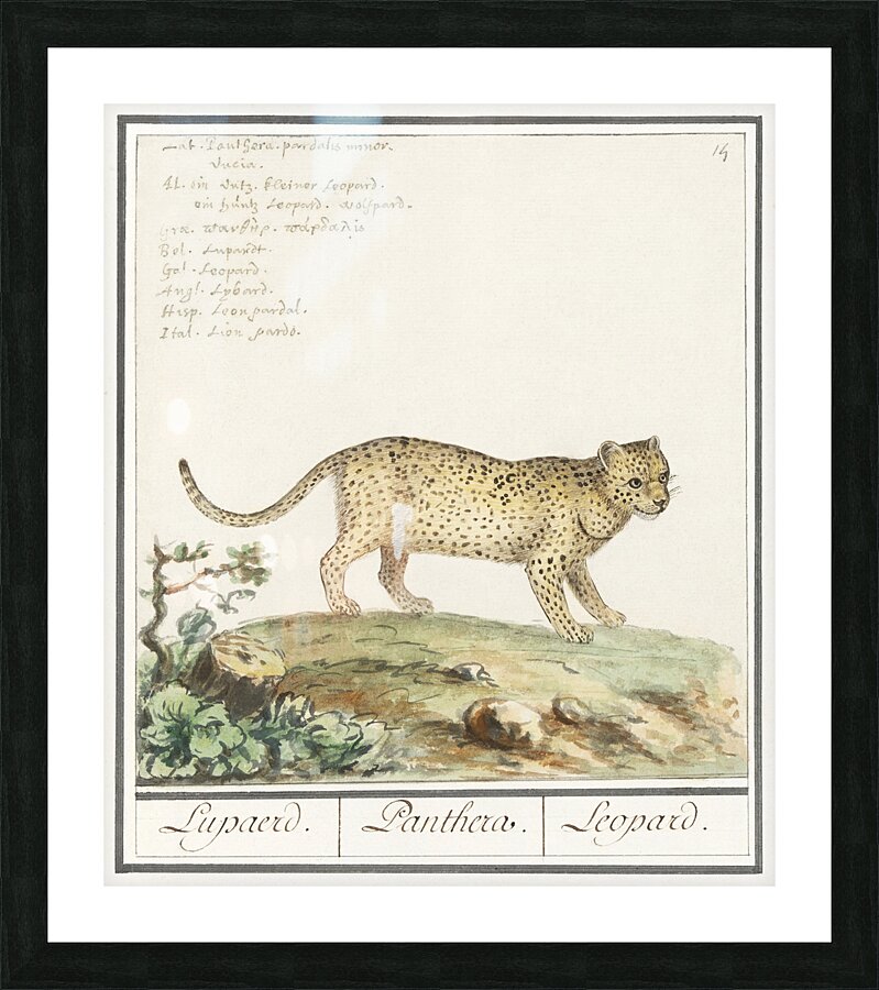 Leopard in vintage style Picture Frame print