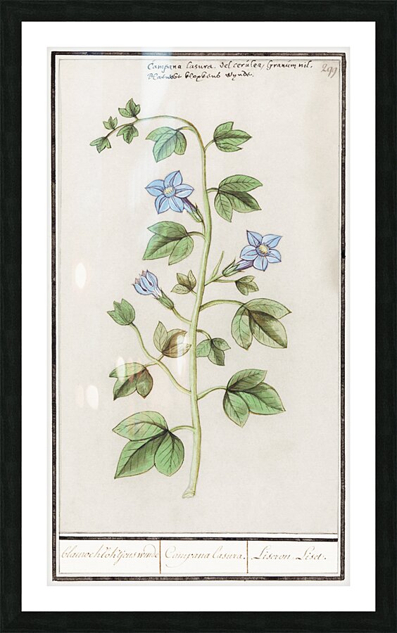 Bell flower in vintage style Picture Frame print