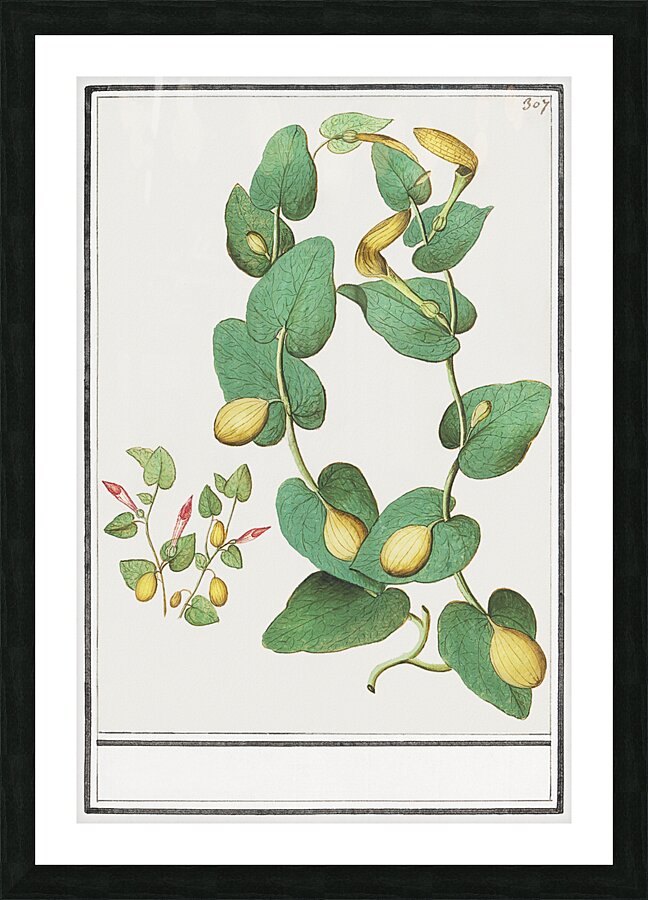 Unknown plant in vintage style Picture Frame print