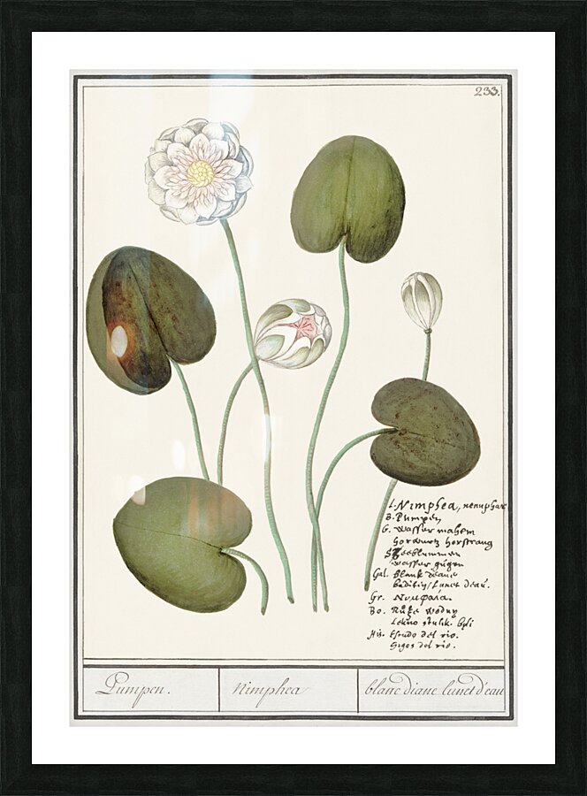 Water lily in vintage style Picture Frame print