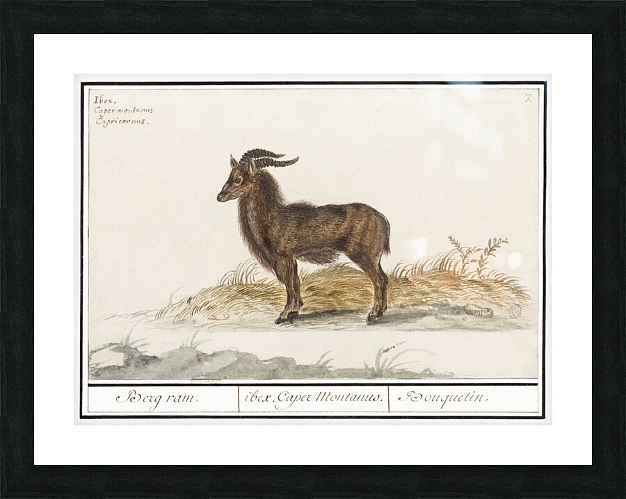 Ibex in vintage style Picture Frame print