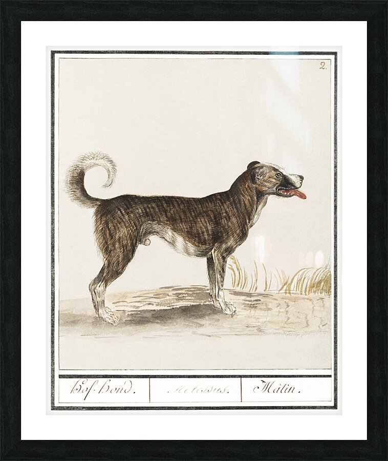 Dog in vintage style Picture Frame print