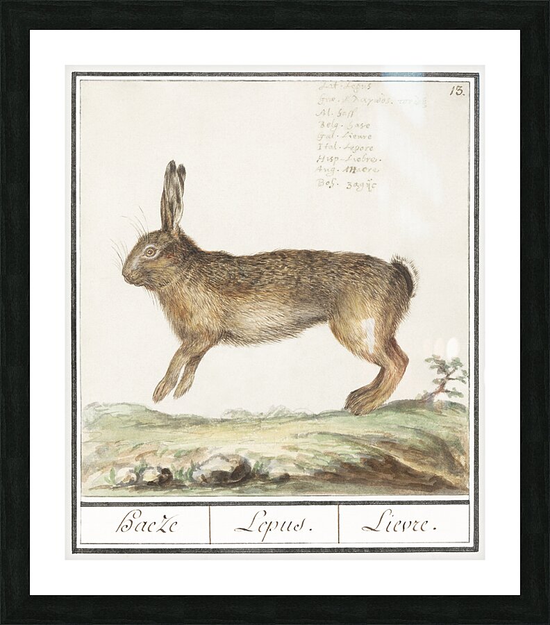 Hare in vintage style Picture Frame print