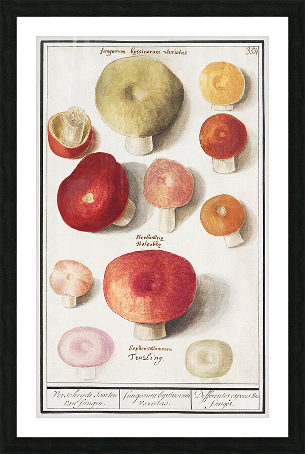 Mushrooms in vintage style Picture Frame print