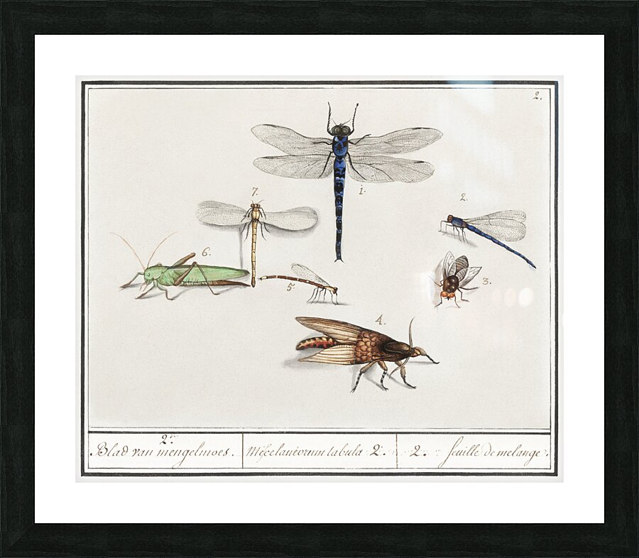 Dragonflies in vintage style Picture Frame print