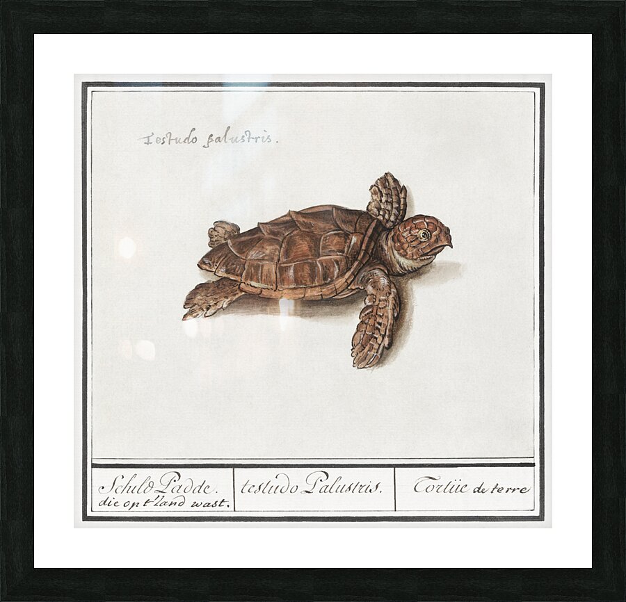 Sea turtle in vintage style Picture Frame print