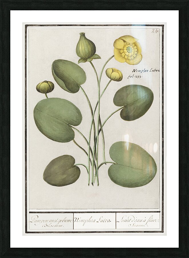 Yellow floppy flower Picture Frame print