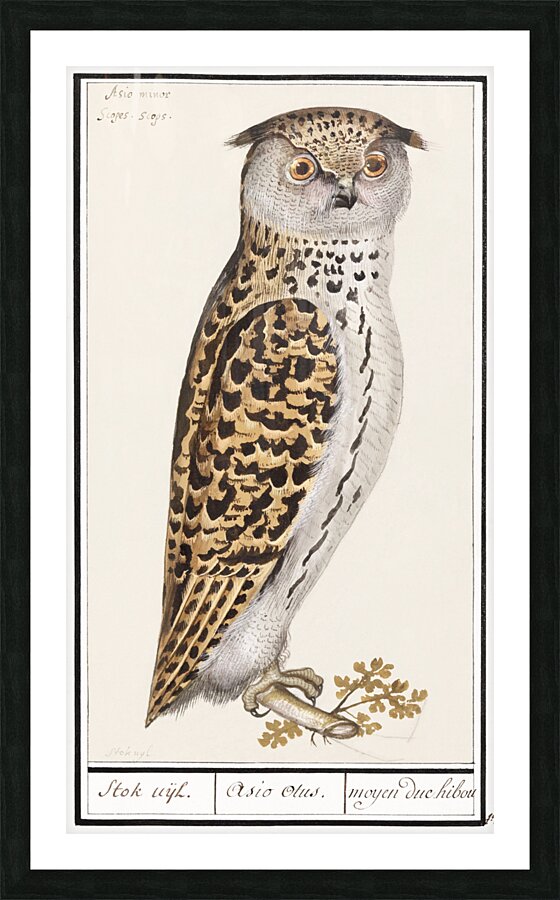 Scops owl in vintage style Picture Frame print