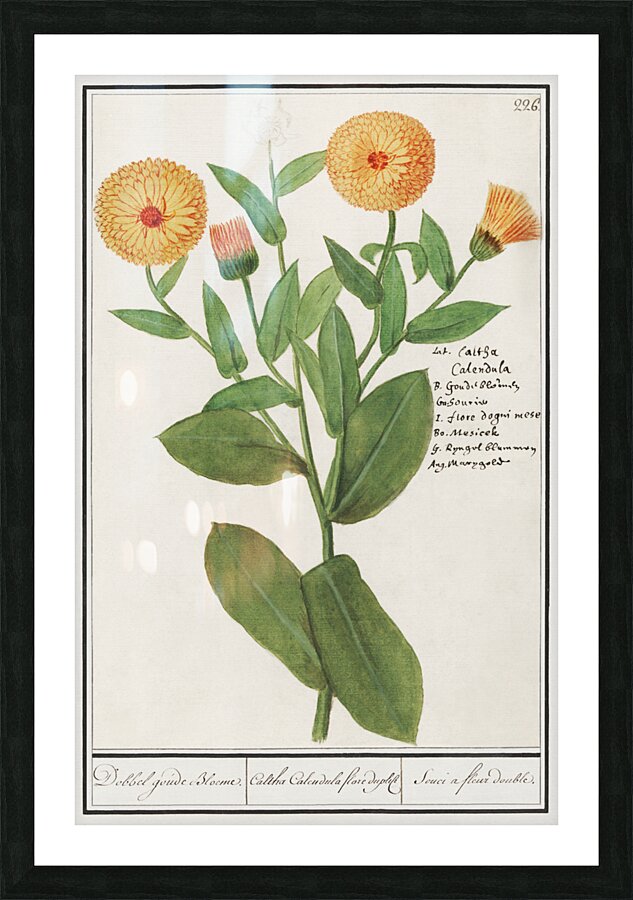 Barn owl in vintage style Picture Frame print