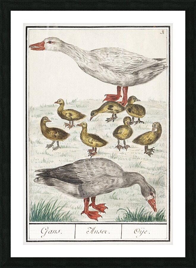 Farm goose in vintage style Picture Frame print