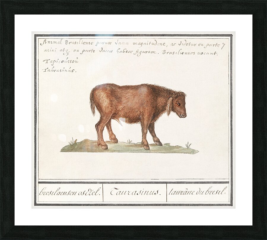 Brazilian cow in vintage style Picture Frame print