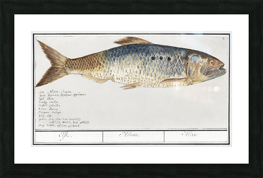 Shad in vintage style Picture Frame print