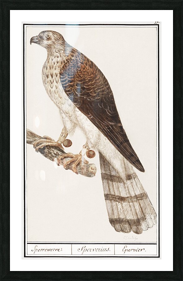 Northern goshawk vintage style Picture Frame print