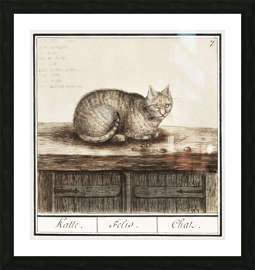 Cat in vintage style Picture Frame print