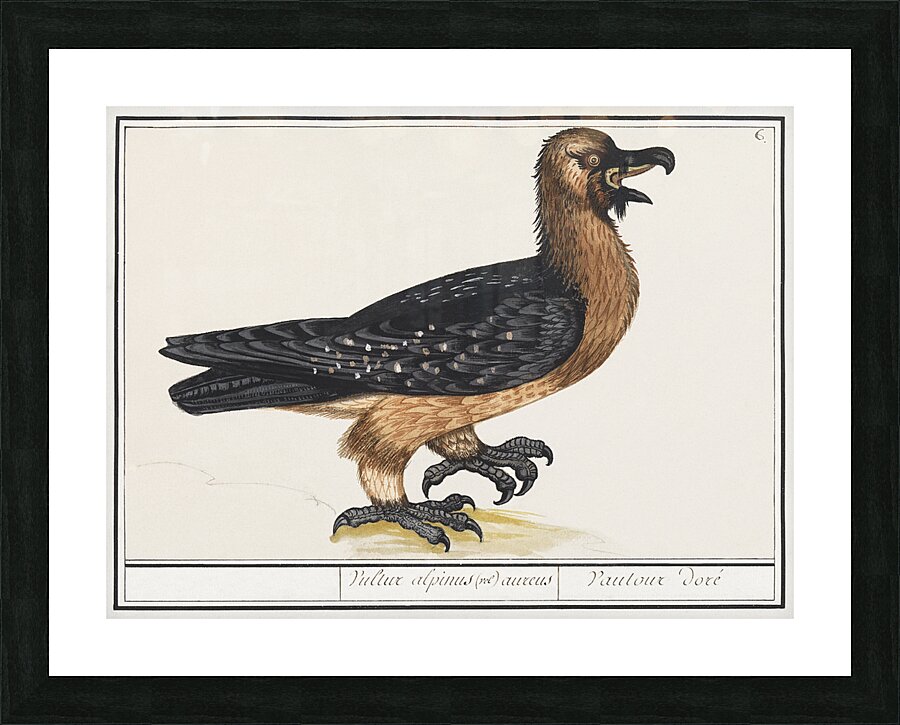 Lammergeier in vintage style Picture Frame print