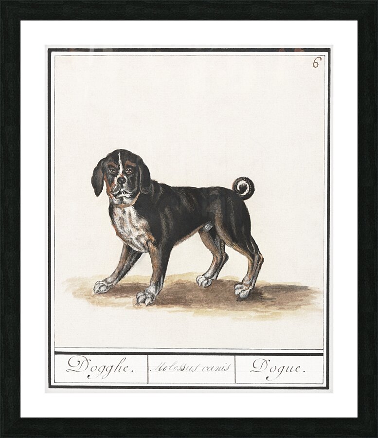 Dog in vintage style Picture Frame print
