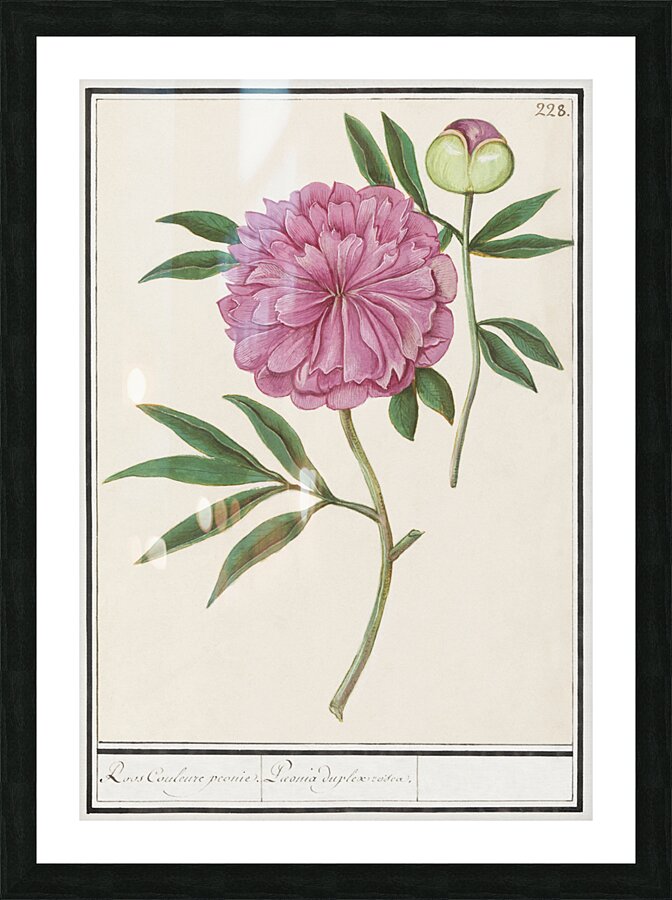Peony in vintage style Picture Frame print
