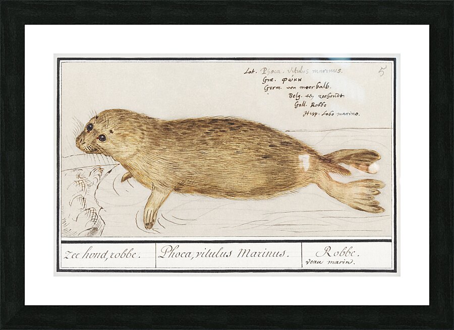 Seal in vintage style Picture Frame print