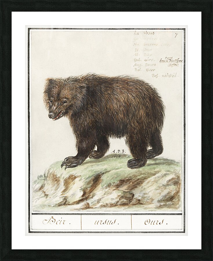Grizzly bear in vintage style Picture Frame print